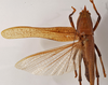 CollectionObject 1534501; MZPW Dohrn collection, 9ba91bef-717d-4d6f-b2f6-3df4e1742f2e: female, dorsal view (holotype). (CollectionObject).