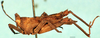 CollectionObject 1505159; 1e7f4e66-ea89-4338-b823-86a0d871d5c1, DORSA D030XM01: male, lateral view (allotype). (CollectionObject).