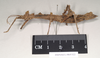 CollectionObject 1561821; c6b78b68-04f1-4a26-a7fa-c3d8ba93f2b9: copyright Natural History Museum, London. female, lateral view (holotype). (CollectionObject).