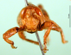 CollectionObject 1501213; e019dd78-e78f-449c-b0be-09f5648aaba7, DORSA BA000165S01: male, frontal view (holotype). (CollectionObject).