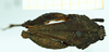 CollectionObject 1587005; f7d94ada-e8b8-418d-8b41-42fb6c2fe805, NHMUK010924803: female, dorsal view (paratype of Apotettix eurycephalus). (CollectionObject).