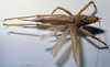 CollectionObject 1505632; 4a28186c-e69c-48d3-a349-4bbc23c22989: female habitus dorsal view (holotype). (CollectionObject).