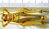 CollectionObject 1498684; 0cde460f-5809-47a8-a2fb-ec2c3fa96705: male, dorsal view. (CollectionObject).