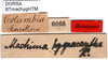 CollectionObject 1500479; 28eb1944-fbac-4585-95cf-3d9960f9e403: labels (holotype). (CollectionObject).