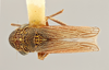 Habitus, dorsal view on Cuerna xyla Hamilton, 1970 now Cuerna alpina Oman & Beamer, 1944: (Observation).