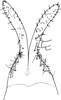 Subgenital plate: Subgenital plates. (Observation).