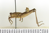 CollectionObject 1593083; 66fd689f-ef3f-461b-b1a4-4dddd4e7d77c: male, lateral view (allotype). (CollectionObject).
