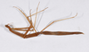 CollectionObject 1558078; 74e9ed51-31d7-4577-89c7-f57374ac2daf: copyright ZMHB, Berlin. female, lateral view (holotype). (CollectionObject).