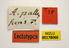 CollectionObject 1596013; 64e54b35-327c-4325-8a09-10d71cf58693, MZLU178066: labels (syntype of Acridium pallescens). (CollectionObject).