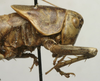 CollectionObject 1535197; 2e25c506-521d-4fc0-b461-bbe7b2a2751a: female pronotum, lateral view (syntype). (CollectionObject).