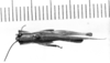 CollectionObject 1521505; 7d6977d3-8b5f-49c2-b49d-94fc3c443527: Image Carbonell, C.S. male, dorsal view (lectotype of Cornops insularis). (CollectionObject).
