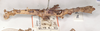 CollectionObject 1559873; d194b348-a9c4-422d-bd8a-3074012801cd: copyright UMO. female, lateral view (holotype). (CollectionObject).