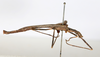 CollectionObject 1562537; dc915b62-210b-4187-9e51-11b82861d962: copyright MHNG Geneva. male, lateral view of Phasma cubense (paralectotype). (CollectionObject).