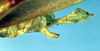 CollectionObject 1500361; 589cfdb6-3f85-4423-abca-ca28dd9e4d76: male cerci (syntype). (CollectionObject).