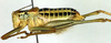CollectionObject 1501850; cc03bfc7-af62-4f2b-92d7-5e02c97b3586: male, lateral view (paratype of Poecilimon walteri). (CollectionObject).