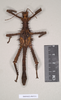 copyright Natural History Museum, London. male of synonym Heteropteryx australe (lectotype). Depicts CollectionObject 1558876; NHMUK(SF IMPORT DUPLICATE) 845211, 11c58213-d53b-48a9-8373-39929aef4477, a CollectionObject.