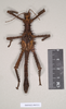CollectionObject 1558876; NHMUK(SF IMPORT DUPLICATE) 845211, 11c58213-d53b-48a9-8373-39929aef4477: copyright Natural History Museum, London. male of synonym Heteropteryx australe (lectotype). (CollectionObject).