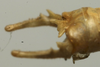 male cerci (lectotype). Depicts CollectionObject 1535072; 179ea9f6-d1aa-4703-bc4d-0d54d9524364, a CollectionObject.