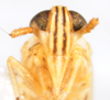 Head: !! display not done !! on Pygospina spinata Caldwell, 1951: (Observation).