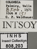 Other: !! display not done !! on Hebata (Hebata) fabalis (DeLong, 1930): Labels. Labels for the specimen used for the dorsal, lateral and face images. (Observation).