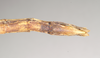 CollectionObject 1563497; NHMUK(SF IMPORT DUPLICATE) 844803, 3f611afb-eec3-4c50-a92f-80e6040aa20b: copyright Natural History Museum, London. female: end of abdomen, ventral view (paratype). (CollectionObject).