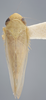 Habitus, dorsal view: !! display not done !! on Chlorotettix borealis Sanders & DeLong, 1917: Dorsal. (Observation).