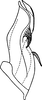 Aedeagus, lateral view on Falcitettix (Falcitettix) guttiger (Kusnezov, 1929): Aedeagus, lateral view (from Anufriev) (F. sibiricus). (Observation).