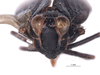 Head on Brevolidia aequalis Nielson, 1982: (Observation).