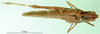 CollectionObject 1575300; a1021366-b37d-40b7-9840-e167a836eb5a: female, dorsal view (syntype of Gomphocerus (Epacromia) socius). (CollectionObject).