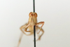 CollectionObject 1528527; 19976537-718c-46bc-9551-061c3cffb942: male, frontal view (holotype of Pyrgomorphella predtetshenskii). (CollectionObject).
