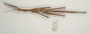 Acanthoderus spinosus (Gray, 1834): copright ANIC. male, dorsal view (non-type). (Otu).