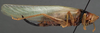 female, lateral view (syntype). Depicts CollectionObject 1505706; 38a9e092-f963-4cf7-92c6-000b8bd4a275, a CollectionObject.