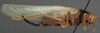 CollectionObject 1505706; 38a9e092-f963-4cf7-92c6-000b8bd4a275: female, lateral view (syntype). (CollectionObject).