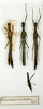 CollectionObject 1561313; 17c08d18-52a8-4d6b-ac32-4a9df2a87072: copyright MNHN, Paris. female (holotype, on left). (CollectionObject).