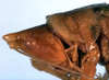 CollectionObject 1531608; 3f7758af-9d3f-4762-b496-0a218d4016f5: female head and pronotum, lateral view (holotype). (CollectionObject).