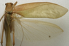 CollectionObject 1535086; 3d3bd2b7-b0a3-461b-bc28-38702ad8a9d8: male wings (holotype). (CollectionObject).