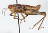 CollectionObject 1527189; 1a1b6f77-d044-4cf4-810e-8a95bc94f526: male, lateral view (holotype). (CollectionObject).