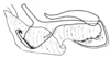 Pachyossa signata Rehn, 1913: Fig. 11. cingulum and endophallus, lateral view. (Otu).