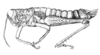 Comansacris hirsutus Ronderos & Cigliano, 1989: Fig. 28 (after allotype. female habitus. (Otu).