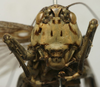CollectionObject 1535137; 3f717f7a-fe46-4829-83d3-ae3d77d9d543: male, frontal view (holotype). (CollectionObject).