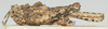 CollectionObject 1577223; 388d2b18-a1ca-45a3-980b-39d3ffd46ae6: female, lateral view. (CollectionObject).