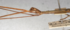 CollectionObject 1560889; 5b09059c-e87c-4cee-a21d-1f895b3cafc8: copyright NMW, Vienna. male: head, lateral view (syntype). (CollectionObject).;CollectionObject 1560890; 80866349-f4c6-4918-991c-fa457a168a39: copyright NMW, Vienna. male: head, lateral view (syntype). (CollectionObject).