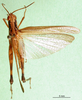 CollectionObject 1501328; 5190144e-4f39-40dc-8f8b-870c22cfb31f: male, dorsal view (syntype of Chirista varians). (CollectionObject).