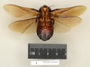 CollectionObject 1573074; 23d2e1bf-f3f7-4d4d-b7f8-4835eb109ec8: Copyright Natural History Museum, London. Non-type (adult male) in BM(NH). Ventral view. (CollectionObject).