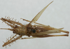 CollectionObject 1476060; 24d09a36-2f7f-45f2-861e-b040af05ccfa: male, dorsal view (holotype). (CollectionObject).