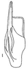 Aedeagus, ventral view: !! display not done !! on Fusanus chacoensis (Linnavuori, 1955): Aedeagus, ventral view. (Observation).