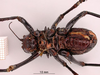 CollectionObject 1530831; 92937b9b-27e9-4adb-8afa-668a205e5d5a: male, ventral view (syntype of Eugaster guyoni inornata). (CollectionObject).