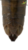 CollectionObject 1861680; Unioeste Cascavel K-0564, a9c3c7e1-329f-4149-aa9b-ccc3204b71fd: Female. End of abdomen, dorsal view. (CollectionObject).