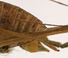 CollectionObject 1534646; 62a2855f-7259-4947-8b03-635db8948eb0: male abdomen tip, lateral view (holotype). (CollectionObject).