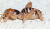 CollectionObject 2777518; 8ac568c4-b116-4503-a60c-2c11ee614a2e, CAS Entomology type 20066: (CollectionObject).